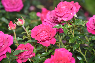 Pink Roses