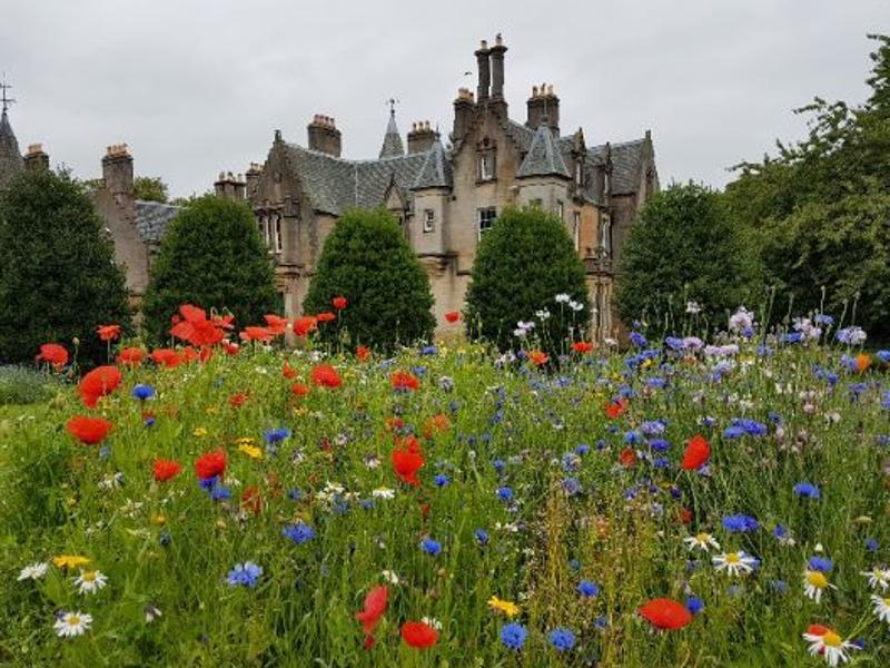 Wildflowers in Tollcross Park Displays a larger version of this image in a new browser window